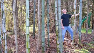 Povestea italienilor care &icirc;nfiinţează &icirc;n Rom&acirc;nia 20 de hectare de bambus gigant. Veniturile anuale calculate: 22.000 euro/ha. Sunt interesati de colaborari cu fermierii romani