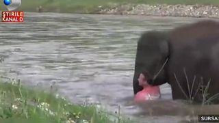 Momentul emotionant cand un elefant salveaza de la moarte un barbat gata sa se inece. Animalul il scoate cu trompa pe barbat din apa