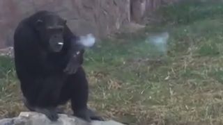 Faceti cunostinta cu Dalle, cimpanzeul care fumeaza un pachet de tigari pe zi. Dalle isi aprinde singur tigarile cu o bricheta