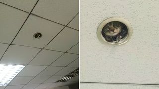 Un pui de pisica a cucerit internetul! A fost fotografiat "spionand" angajatii unei companii printr-o gaura din tavan. Fotografiile sunt adorabile