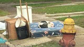 El e Boo, cainele parasit de stapani printre gunoaie. Animalul si-a asteptat familia pe o saltea, la marginea drumului