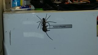 Imagini terifiante. Paianjenul gigant care poate cara un soarece pe o suprafata verticala