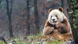 Singurul urs panda de culoare maro din lume isi cauta partenera. Cercetătorii consideră că nuanţa neobişnuită a blănii ursului este datorată unor mutaţii genetice