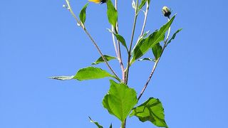 Primul soi romanesc din "planta viitorului" urmeaza sa fie brevetat