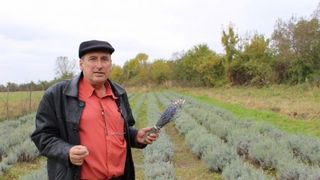 Lavanda, o afacere profitabila pentru tot mai multi agricultori. Cat ajunge investitia intr-un hectar de &bdquo;aur mov&rdquo;