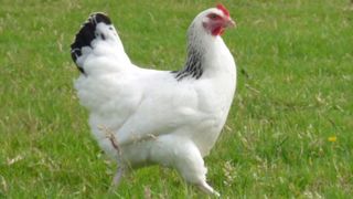 Metode traznite de contrabanda: Sarmale si franzele cu nicotina sau gaina care "oua" inele de aur