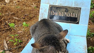 Emotionant: O pisica doarme de un an pe mormantul fostei stapane