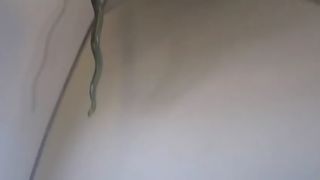 VIDEO: Un şarpe a provocat panică la bordul unui avion