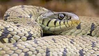 Localnicii unui sat din Nigeria au prins un sarpe urias si l-au ucis pentru ca le-a atacat gospodariile. Cand au vazut ce avea inauntru, au ramas socati! Au regretat ca au facut asta