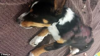 Aceasta catelusa de numai opt saptamani a murit dupa ce a fost batuta si incendiata intr-un parc. Politia ii cauta pe agresori