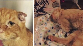 Era cea mai trista pisica de pe internet si nimeni nu dorea s-o adopte. Un inger de femeie a luat-o acasa. Transformarea este incredibila