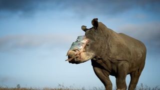 Hope, simbolul luptei impotriva braconajului, a murit. Dupa ce a fost desfigurata de sud-africani, femela de rinocer alb si-a dat ultima suflare. Cauza decesului