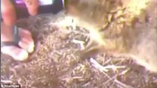 Trei tineri sunt cautati de politisti dupa ce i-au dat vodka unui animal pe cale de disparitie. "Animalul ar putea fi mort acum"