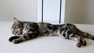 Cruzime fara margini fata de 14 pisici. Acestea s-au mancat intre ele, dupa ce stapana lor le-a abandonat in casa