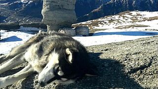 Povestea superba a acestui catel din rasa Husky care pazeste zilnic Sfinxul si Babele din Bucegi