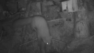 Cele mai bizare aparitii ale anului! Animalele care i-au ingrozit pe oameni si luminile stranii de pe cer