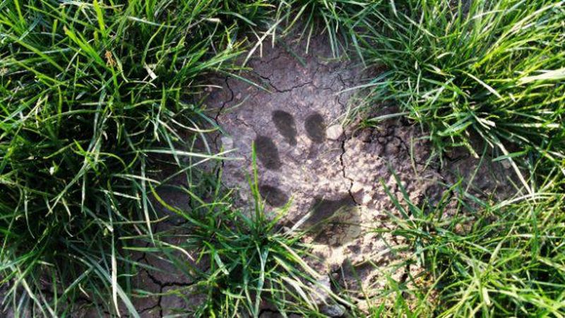 Urma despre care se spune ca ar apartine animalului