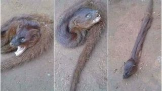 Imaginile cu animalul cu cap de lup si trup de sarpe