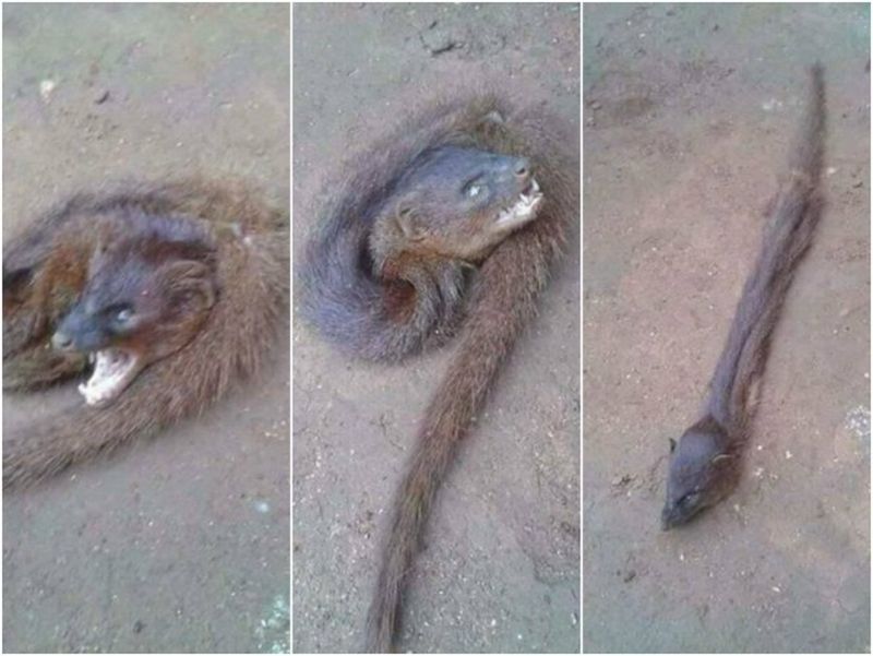 Imaginile cu animalul cu cap de lup si trup de sarpe