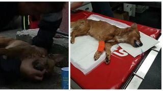 Snoopy, catelul resuscitat de pompier din incendiul de vineri de la Pitesti, a murit. Stapanul lui este in coma