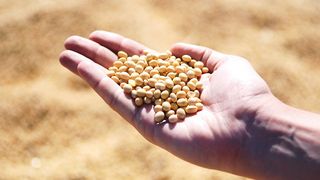 Mare atentie la alimentele care contin soia. Ce trebuie sa stii despre aceste produse