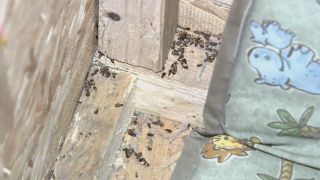 Fetita de trei ani, inchisa intr-o cutie de lemn plina cu gandaci morti. Parintii au fost arestati