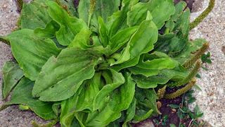 Patlagina este planta care poate vindeca tot organismul. Uite cum se poate folosi