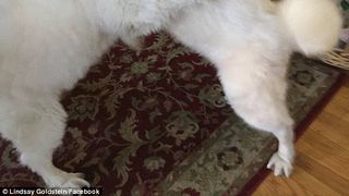 Au fost salvati dintr-o ferma de caini din Coreea de Sud, iar acum s-au reunit! Momentul e extrem de emotionant