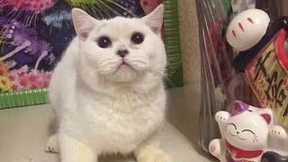 O pisica a fost omorata si jupuita de stapana pentru ca proprietarul pet-shopului a refuzat returnarea ei