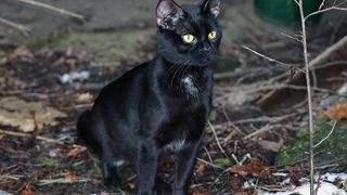 Maine este vineri 13. Ce superstitii sunt legate de acest lucru. Ce e bine sa faci si ce nu