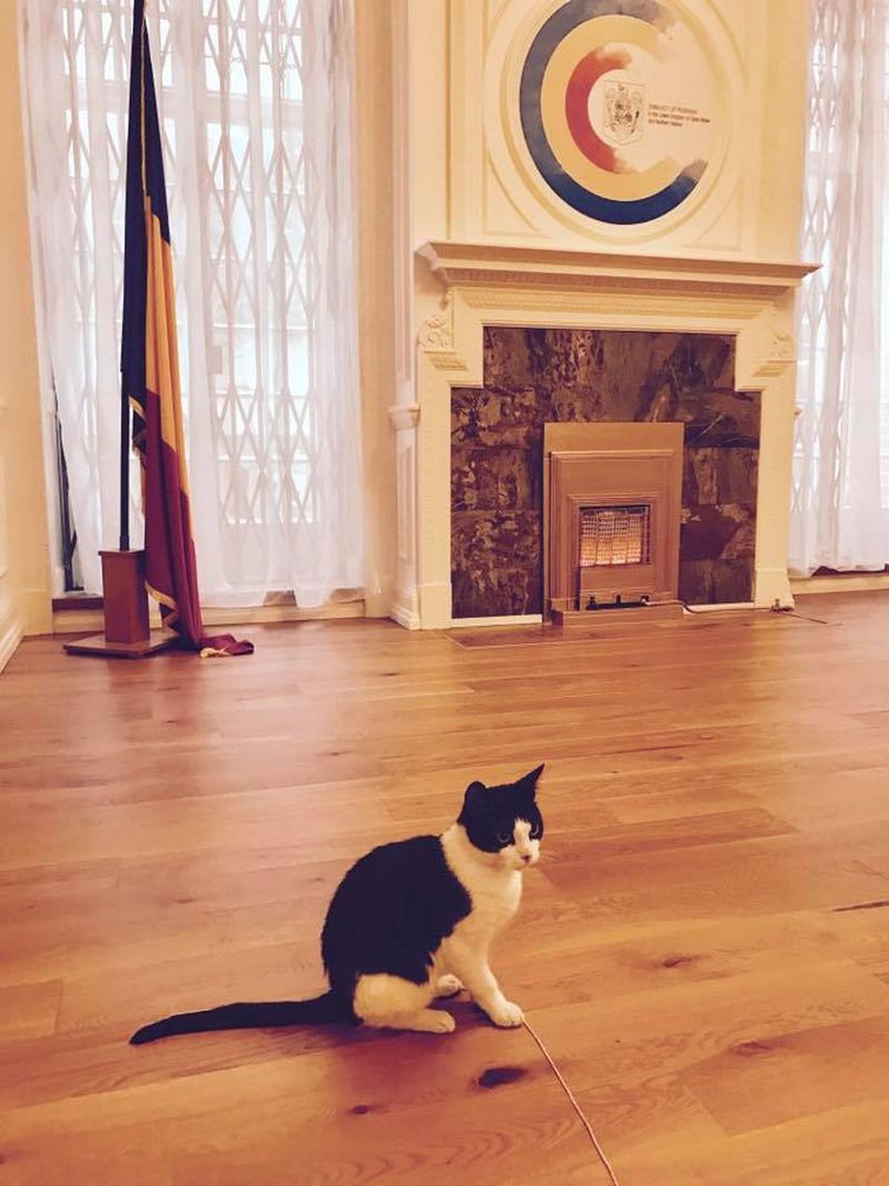 Ea este pisicuta care se iubeste cu motanul Ferdinand