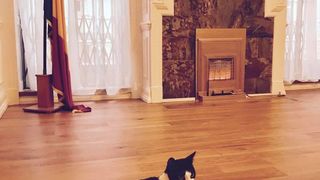 Ea este pisicuta care se iubeste cu motanul Ferdinand