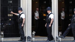 Larry, motanul celebru in Marea Britanie