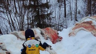 Copii norvegieni in varsta de 5 ani au ajutat la sacrificarea si jupuirea mai multor reni. Incidentul a avut loc in timpul unei excursii scolare