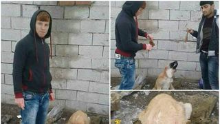 Au taiat urechile unui caine si i le-au dat sa le manance. Imaginile au fost postate pe Facebook