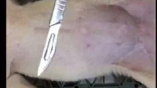 Caz infiorator de cruzime impotriva animalelor. S-a filmat macelarindu-si cainele ca sa se razbune pe iubitorii de animale