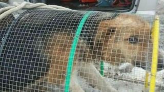 Operatiune dificila de salvare! O catelusa a fost scoasa dintr-o fantana dupa ce a stat o luna intreaga fata apa si mancare