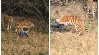 Un barbat a fost sfasiat de un tigru la Zoo sub privirile ingrozite ale copilului si sotiei