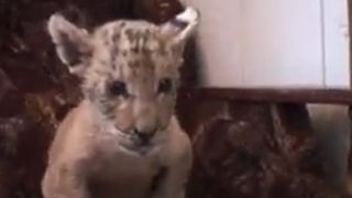 S-a nascut cel de-al 21-lea ligru din lume. Il cheama Tar, iar parintii sai sunt un leu si o tigroaica din Rusia