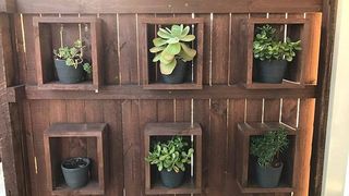 Fotografia care a isterizat internetul! Un sarpe de aproape 2 metri sta ascuns langa un ghiveci. Tu il vezi?