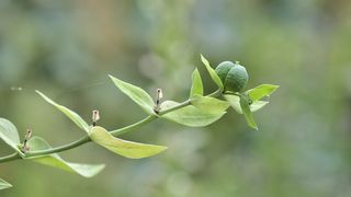 Un tanar a luat seminte otravite pentru a muri, dar apoi s-a razgandit. Medicii din Timisoara au lucrat contra cronometru pentru a-l salva