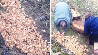 Peste 1.000 de pui de gaina au fost dusi pe un camp si lasati sa moara: &bdquo;Nu am mai vazut niciodata asa ceva"