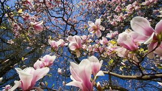 Ce nu trebuie sa faci de 1 martie. Aceste lucruri iti aduc ghinion pana la toamna