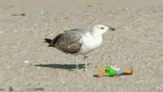 Imagini geniale cu un pescarus care fura jucaria unui bison - Totul a fost filmat la Constanta