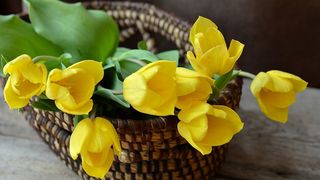 Vrei sa le uimesti pe femeile din viata ta de 8 martie? Iata cele mai frumoase urari de Ziua Femeii