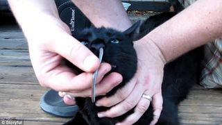 Curiozitatea era cat pe-aci sa omoare pisica. Stapanul unei feline i-a scos din nas un sarpe