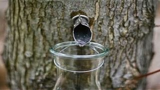 Leacul natural care i-a uimit chiar si pe medici! Seva de mesteacan poate trata o multime de afectiuni