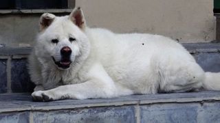 Acest caine face in fiecare zi acelasi traseu pe care il facea alturi de stapanul sau inainte sa moara