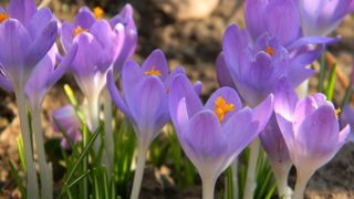 Sarbatoarea care incheie sirul obiceiurilor de martisor. Ce trebuie sa faci pe 30 martie ca sa ti se ierte pacatele