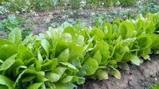 Ce este laptuca, cea mai misterioasa planta a primaverii. Ce proprietati are si de ce egiptenii o considerau afrodisiac